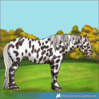 Horse Color:Silver Brown Near Leopard 