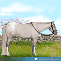 Horse Color:Liver Red Dun Appaloosa Brindle