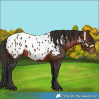 Horse Color:Bay Near Leopard