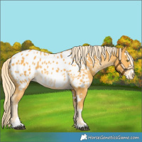 Horse Color:White Spotted Palomino Sabino Near Leopard