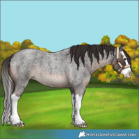 Horse Color:Liver Red Roan Splash 