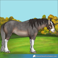 Horse Color:Liver Red Roan Splash 