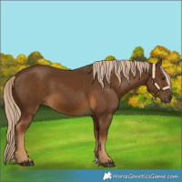 Horse Color:Chocolate Palomino 