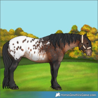 Horse Color:Brown Appaloosa