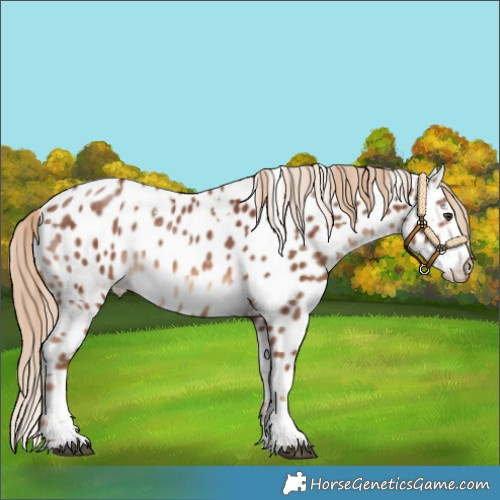 Horse Color:White Spotted Chestnut Sabino Appaloosa 