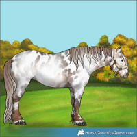 Horse Color:Gray Liver Chestnut Near Leopard 