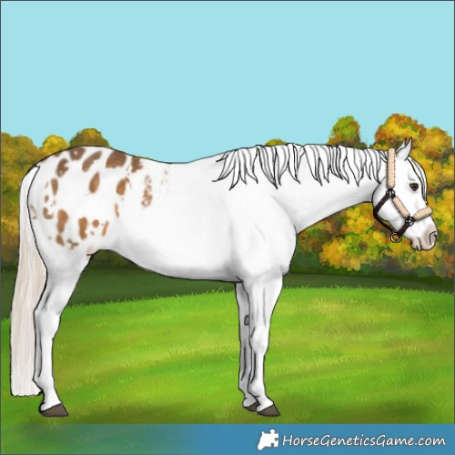 Horse Color:White Spotted Chocolate Palomino Sabino Appaloosa