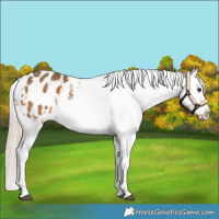 Horse Color:White Spotted Chocolate Palomino Sabino Snowflake Varnish 