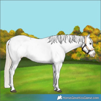 Horse Color:White Spotted Palomino Appaloosa 