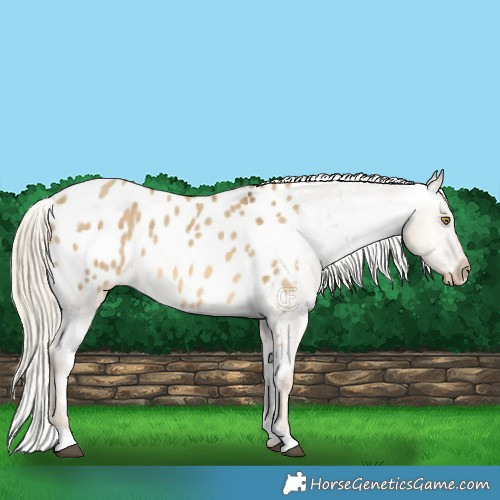 Horse Color:Chocolate Palomino Dun Appaloosa Brindle 