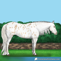 Horse Color:Chocolate Palomino Dun Blanket Brindle 