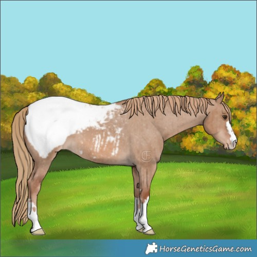 Horse Color:Red Dun Appaloosa Brindle