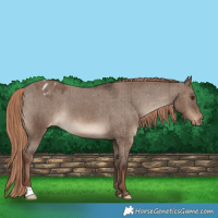 Horse Color:Liver Red Dun Varnish Brindle 