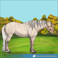 Horse Color:Bay Roan Rabicano  and Silver Classic Champagne Dun Rabicano 
