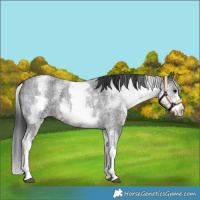 Horse Color:White Spotted Brown Roan 