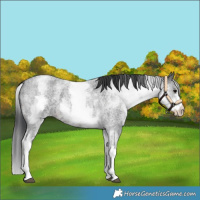 Horse Color:White Spotted Brown Roan