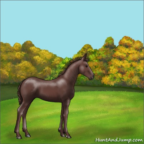 Horse Color:Chocolate Smoky Black 
