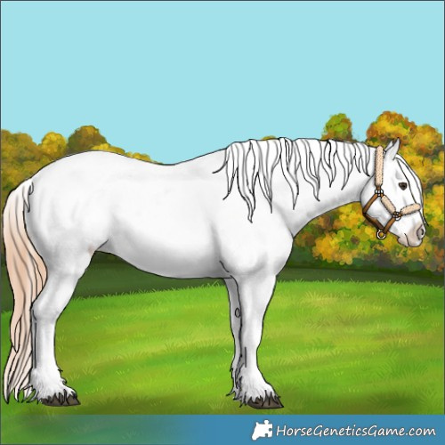 Horse Color:Chestnut Tobiano Appaloosa