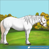 Horse Color:Chestnut Tobiano Snowcap 