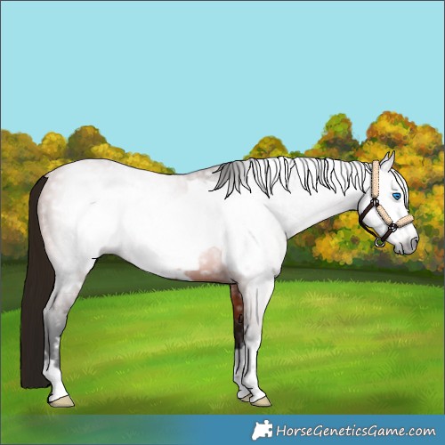 Horse Color:Gray Bay Frame