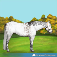 Horse Color:Gray Bay Appaloosa