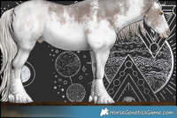 Horse Color:White Spotted Silver Bay Sabino Rabicano