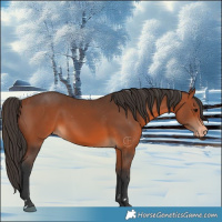 Horse Color:Bay Appaloosa 