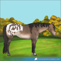 Horse Color:Bay Dun Appaloosa