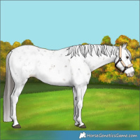 Horse Color:Liver Chestnut Sabino
