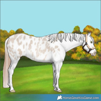 Horse Color:Amber Champagne Roan Dun Appaloosa Rabicano 