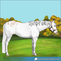 Horse Color:Silver Amber Champagne Roan Appaloosa Rabicano 