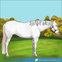 Horse Color:Classic Champagne Dun Snowflake Varnish Rabicano 
