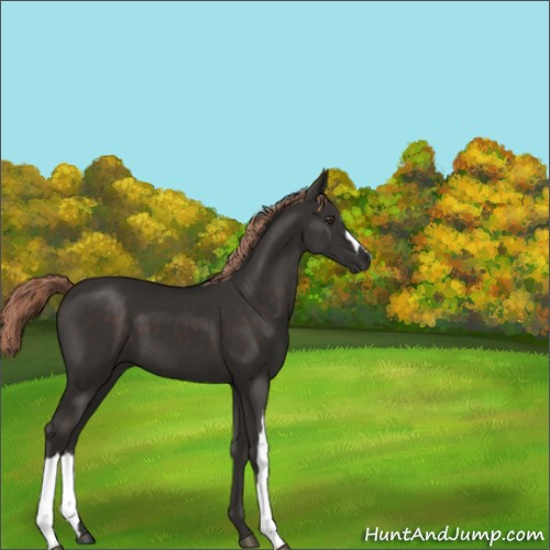 Horse Color:Liver Chestnut 