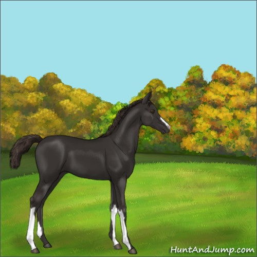Horse Color:Liver Chestnut 
