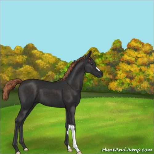 Horse Color:Liver Chestnut 