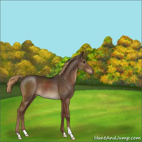 Horse Color:Liver Chestnut 