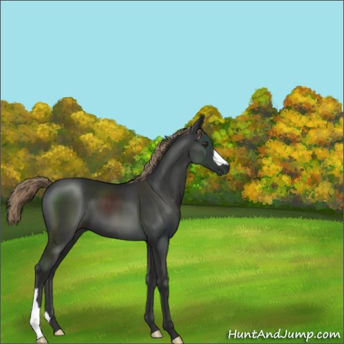 Horse Color:Liver Chestnut 