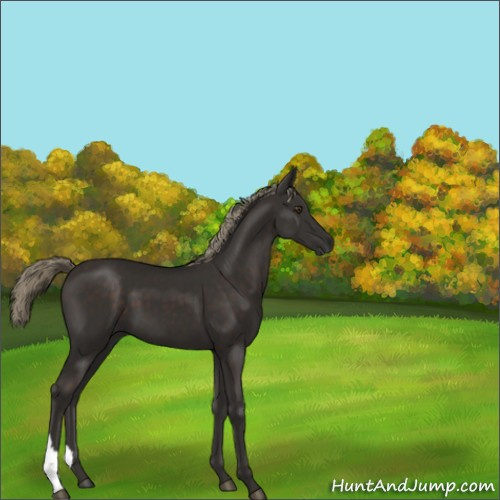 Horse Color:Liver Chestnut 