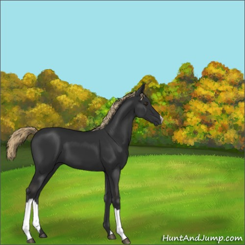 Horse Color:Liver Chestnut 