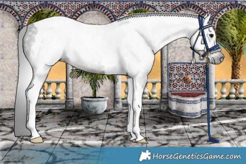 Horse Color:Gray Brown Tobiano