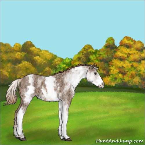 Horse Color:White Spotted Chestnut Ice 