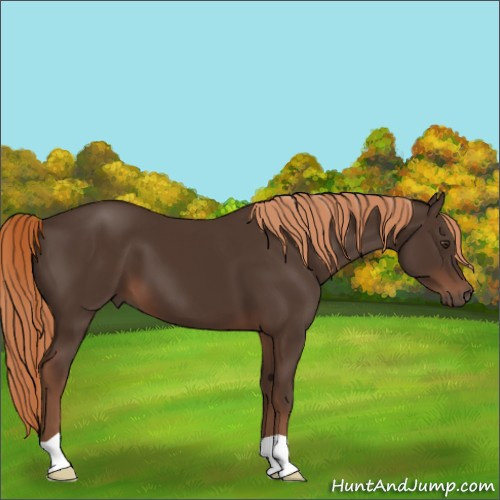 Horse Color:Liver Chestnut 