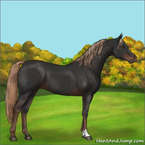 Horse Color:Liver Chestnut