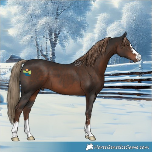 Horse Color:Liver Chestnut 