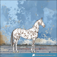 Horse Color:Liver Red Dun Leopard Brindle