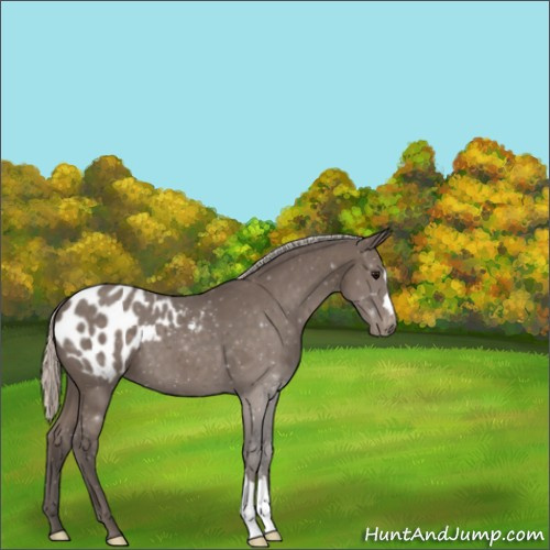 Horse Color:ERROR: UNKNOWN ANOMALY