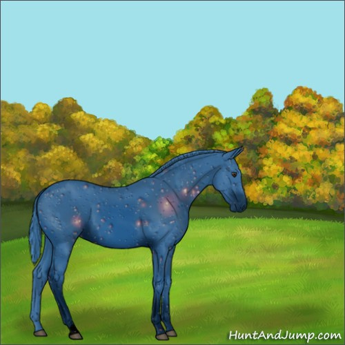 Horse Color:ERROR: UNKNOWN ANOMALY