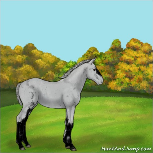 Horse Color:ERROR: UNKNOWN ANOMALY