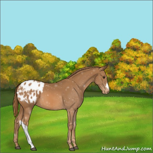 Horse Color:ERROR: UNKNOWN ANOMALY