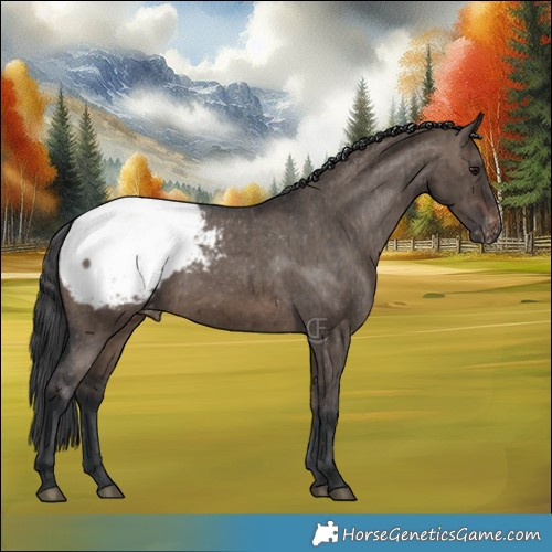 Horse Color:Brown Dun Appaloosa Brindle 